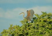 Agró roig. Garza imperial (Ardea purpurea)