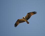 Aguila pescadora (Pandion haliaetus)