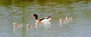 Anec blanc (Tadorna tadorna)