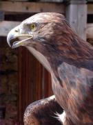 Àguila daurada femella (Aquila chrysaetos)