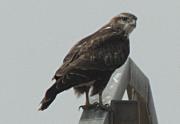Aligot comú (Buteo buteo)