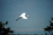 Agró blanc. Garceta grande (Egretta alba)