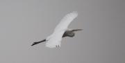 Agró blanc (Ardea alba)