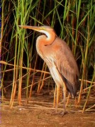 Agró roig (Ardea purpurea)