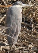 Bernat pescaire (Ardea cinerea)