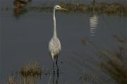 Agro blanc(Egretta alba)