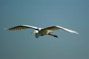 Agro blanc(Egretta alba)