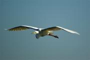 Agro blanc(Egretta alba)