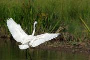 Agró blanc(Egreta alba)