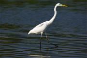 Agró blanc(Egreta alba)