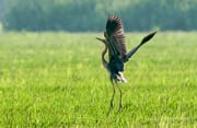 Agró roig (Ardea purpurea)