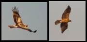 Aguila Calçada (Hieraetus pennatus) de fase fosca