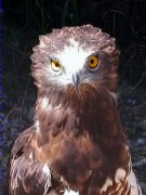 Aguila marcenca (Circaetus gallicus)