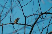 Cadernera. Jilguero (Carduelis carduelis)