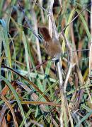 Rossinyol bastard. Ruiseñor bastardo (Cettia cetti)