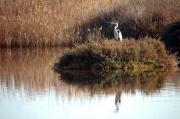 Bernat pescaire- Garza real (Ardea cinerea)