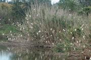 Esplugabous (Bubulcus ibis)