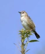 Cisticola