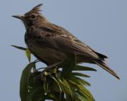 Cogullada vulgar (Galerida cristata)