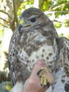 Aligot (Buteo buteo)