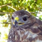 Cap aligot (Buteo buteo)