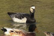 Oca de galta blanca (Branta leucopsis)