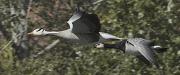 Ánsar indio (Anser indicus) + Oca de galta blanca (Branta leucopsis)