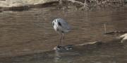 Bernat pescaire (Ardea cinerea)