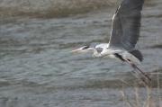 Bernat pescaire (Ardea cinerea)