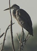 Bernat pescaire (Ardea cinerea)