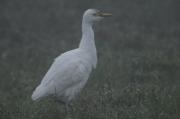 Esplugabous (Bubulcus ibis)