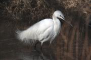 Martinet blanc Egretta garzetta