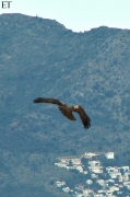 Arpella vulgar