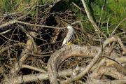 Esparver vulgar femella(Accipiter nisus)