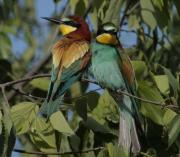 Abellerol (Merops apiaster)