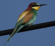 Abellerol (Merops apiaster)