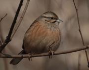 Sit negre (Emberiza cia)