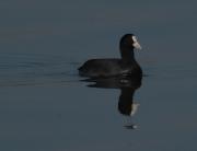 Fotja (Fulica atra)