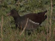 Polla d'aigua (Gallinula chloropus)