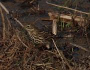 Titella (Anthus pratensis)