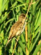 Balquer, carricero tordal (Acrocephalus arundinaceus)