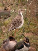 Batallaire, combatiente (Philomachus pugnax)