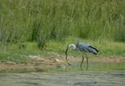 Bernat pescaire (Ardea cinerea)