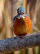 blauet, martín pescador (Alcedo atthis)