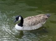 Oca del Canada, Barnacla canadiense (Branta canadiensis)