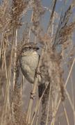 Balquer, rossinyol d'aigua (Acrocephalus arundinaceus)