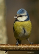 Ocells de La Garrotxa: Mallerenga Blava.