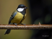 Ocells de La Garrotxa: Mallerenga Carbonera