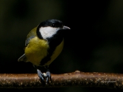 Ocells de La Garrotxa: Mallerenga Carbonera