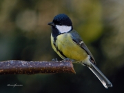 Ocells de La Garrotxa: Mallerenga Carbonera